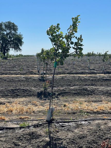 Property in Yolo County, California