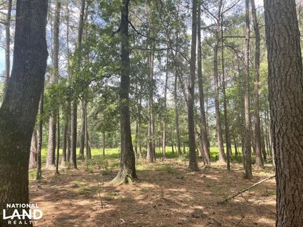 Property in Williamsburg County, South Carolina