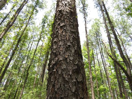 Property in Vernon Parish, Louisiana