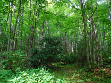 Property in Wilkes County, North Carolina