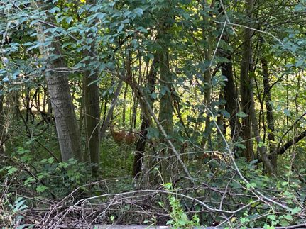 Property in Armstrong County, Pennsylvania