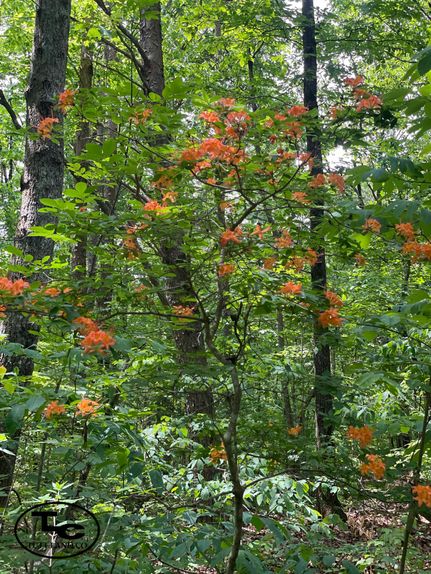 Property in Jackson County, Alabama