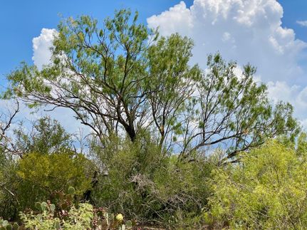 Property in Jim Wells County, Texas