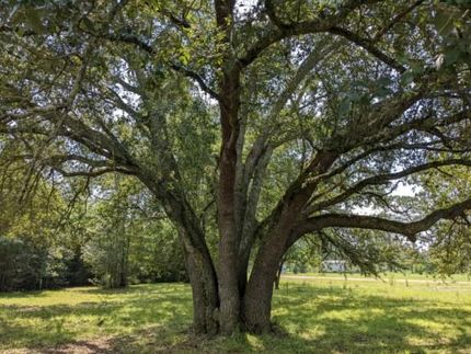 Property in Madison County, Florida