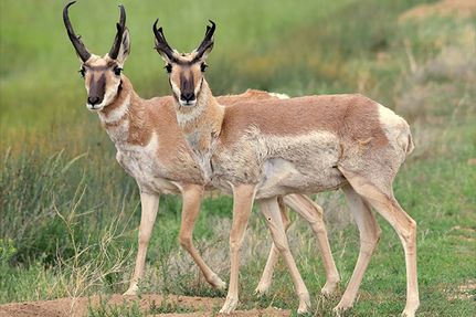 Property for sale in Costilla County, Colorado