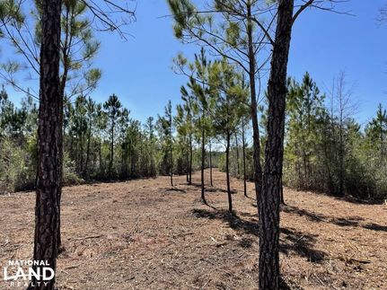 Property in Williamsburg County, South Carolina