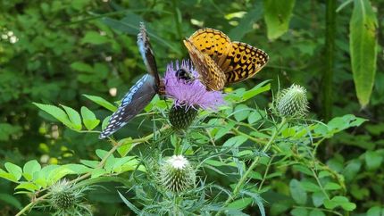 Property in Greenbrier County, West Virginia