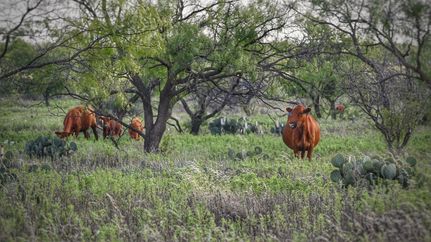 Property in Jack County, Texas