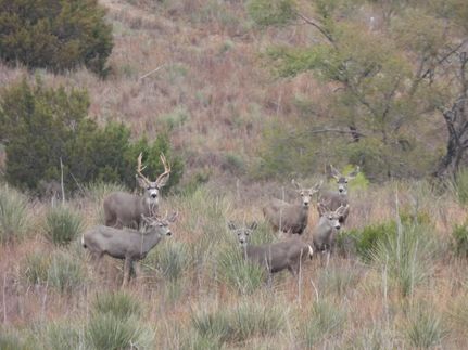 Property in Donley County, Texas