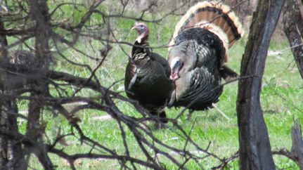 Property for sale in Crook County, Wyoming