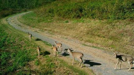 Property in Jackson County, Tennessee