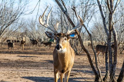 Property in Dewitt County, Texas