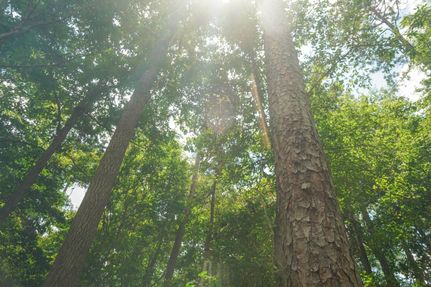 Property in Newton County, Texas