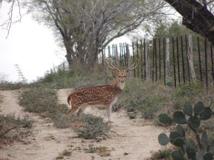 Property in Starr County, Texas