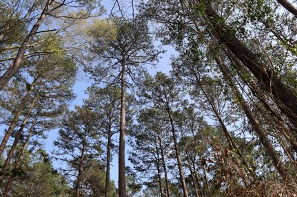 Property in Jackson Parish, Louisiana