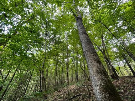 Property in Lawrence County, Tennessee