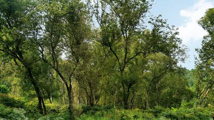 Property in Wayne County, West Virginia