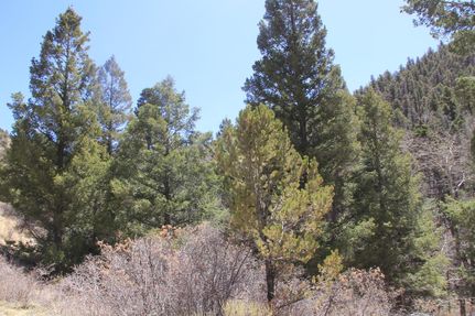 Timberland Property for sale in Costilla County, Colorado