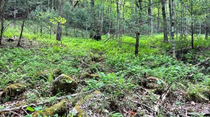 Property in Wilkes County, North Carolina