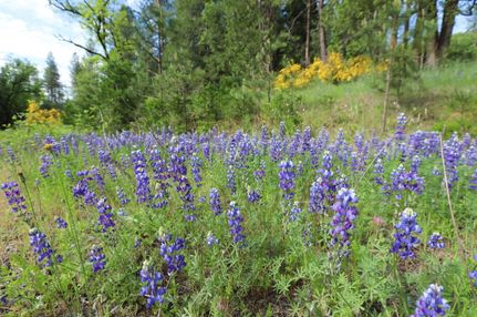 Property in Nevada County, California