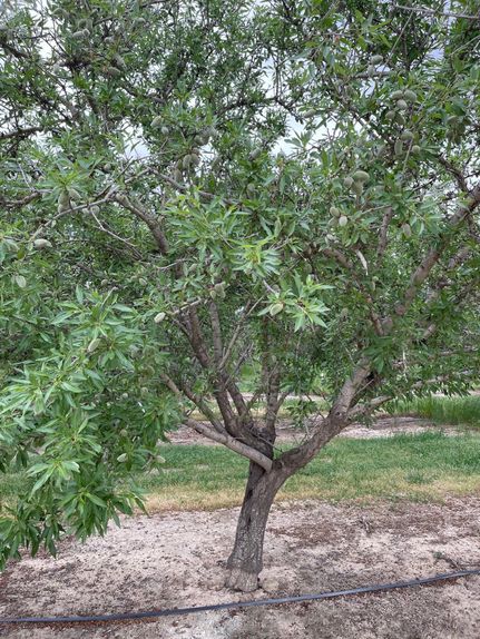 Farm Property for sale in Tehama County, California