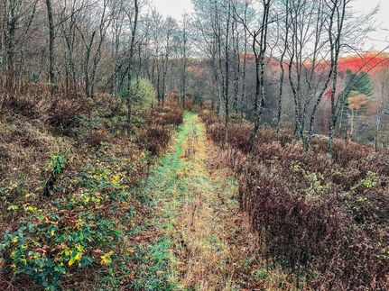 Property in Webster County, West Virginia