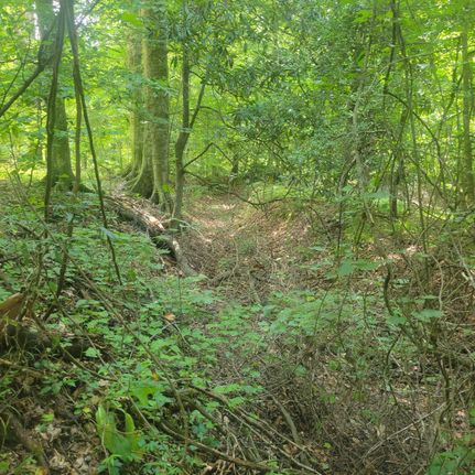 Property in West Feliciana Parish, Louisiana