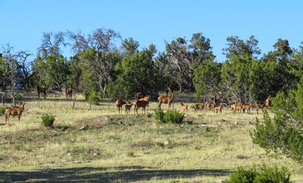 Property in Catron County, New Mexico