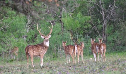 Property for sale in McCulloch County, Texas