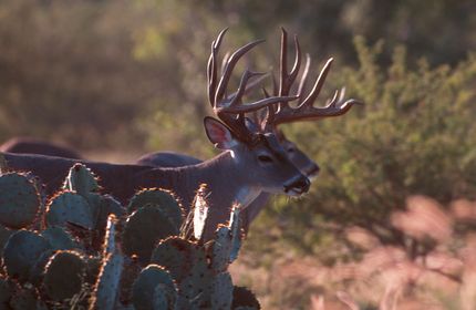 Recreational Property for sale in Val Verde County, Texas