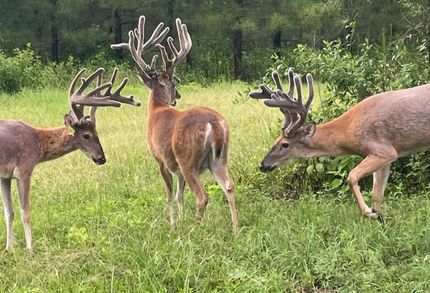 Property in LaSalle Parish, Louisiana