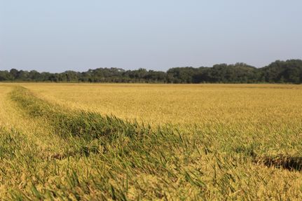 Property in Wharton County, Texas