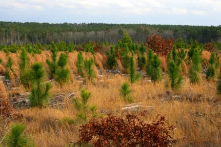 Property in Hoke County, North Carolina