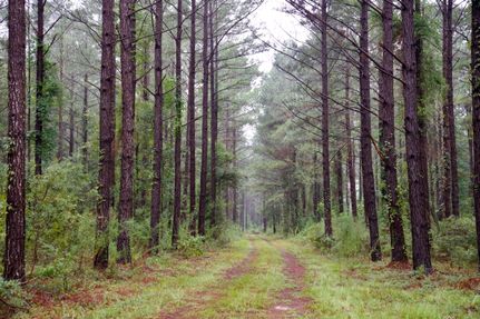 Property in Hampton County, South Carolina