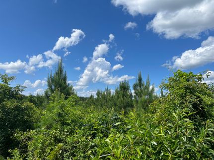 Property in Calhoun County, Arkansas