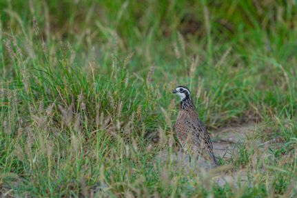 Property in Jim Hogg County, Texas