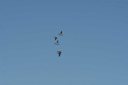 Property in Monroe County, Arkansas