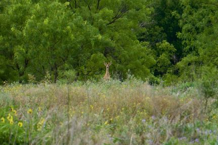 Property in Young County, Texas