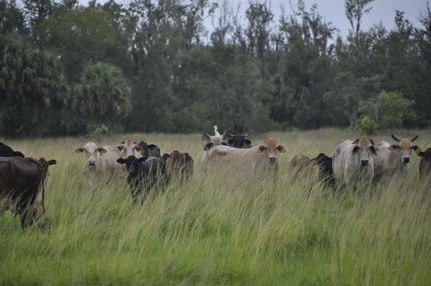 Property in Lake County, Florida