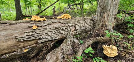 Property in Fayette County, Iowa