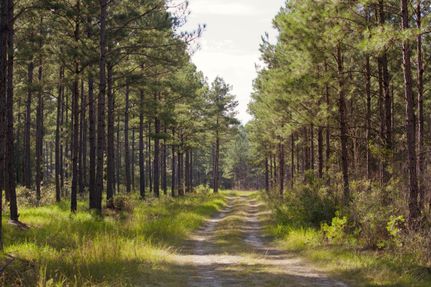 Property in Effingham County, Georgia