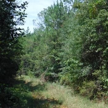 Property in Choctaw County, Alabama