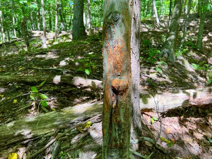 Property in Armstrong County, Pennsylvania