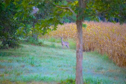 Property in Fayette County, Tennessee