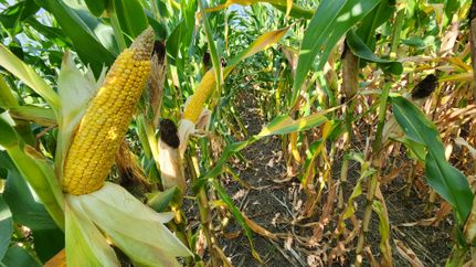 Property in Faulk County, South Dakota