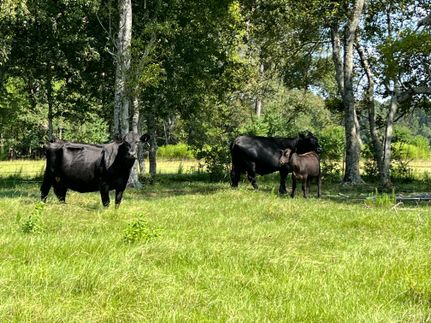 Property in Elmore County, Alabama