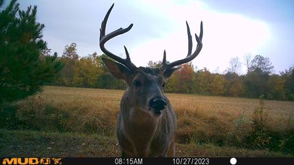 Property in Henry County, Tennessee