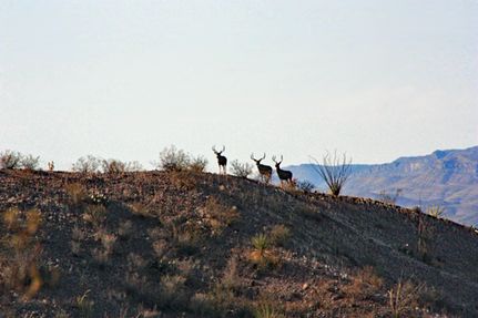 Property for sale in Hudspeth County, Texas