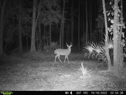 Property for sale in Madison County, Florida