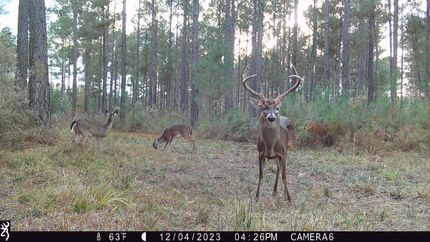 Property in Hampton County, South Carolina